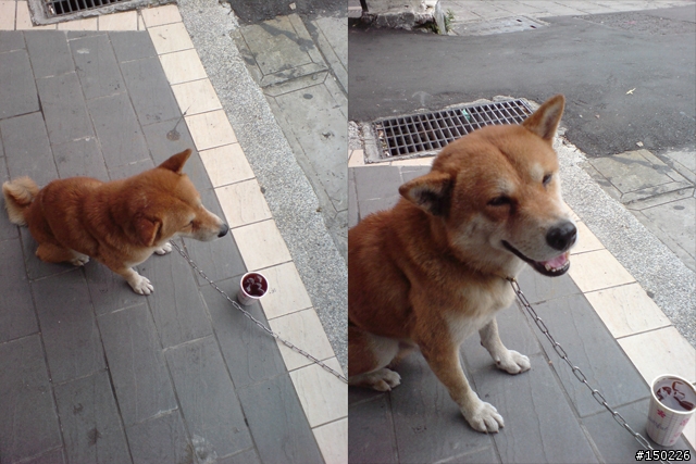 --誰家走失的純種柴犬,他的中途記錄--