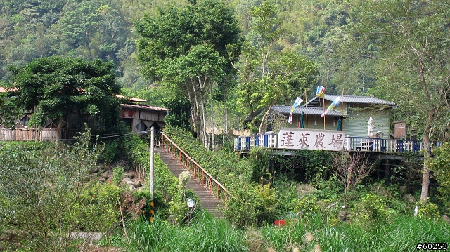 苗栗縣 南庄-蓬萊-獅潭-仙山-南庄繞圈