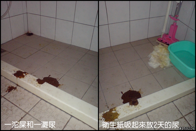 --誰家走失的純種柴犬,他的中途記錄--