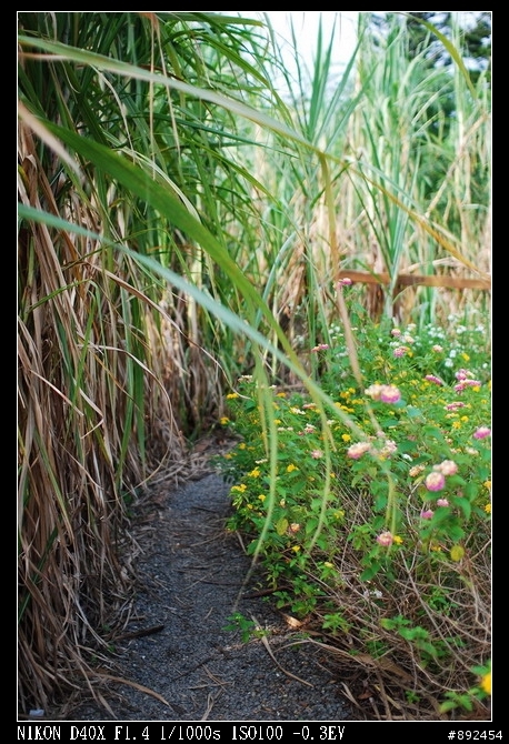 D40X + Sigma 30mm f/1.4 EX DC HSM 新手測試文