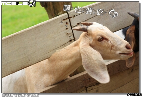 三峽-皇后鎮森林