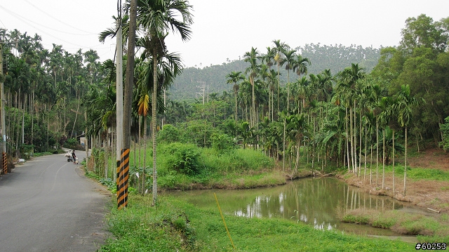 嘉義縣 嘉139-1鄉道-嘉138鄉道(沄水溪兩岸)
