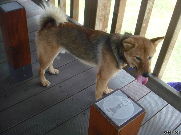 ﹝協尋﹞我家KUMA不見了,在板橋僑中一街!(已尋獲)