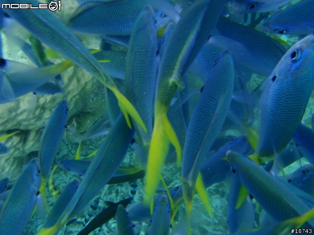 防水 10 公尺深的數位相機 Olympus μ-1030SW