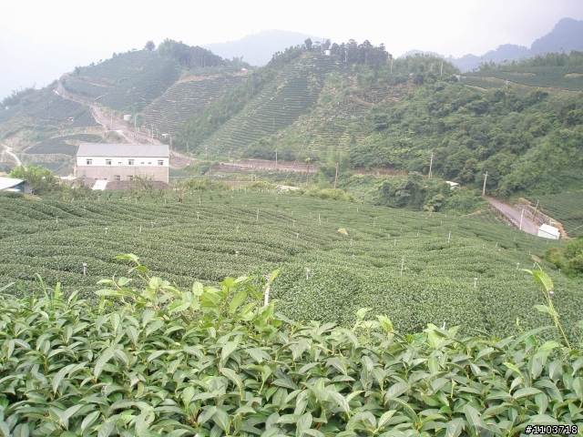 山中單車道--阿里山瑞里風景區 ,與大家分享.