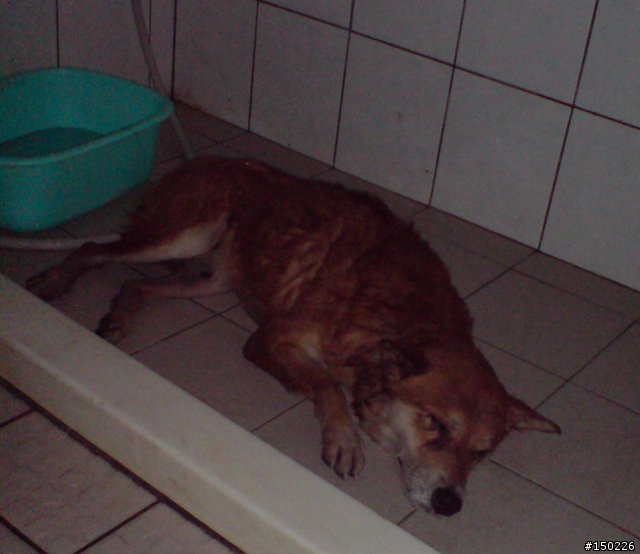 --誰家走失的純種柴犬,他的中途記錄--