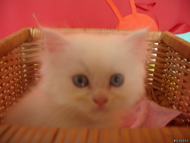 藍眼白波斯的聽力問題