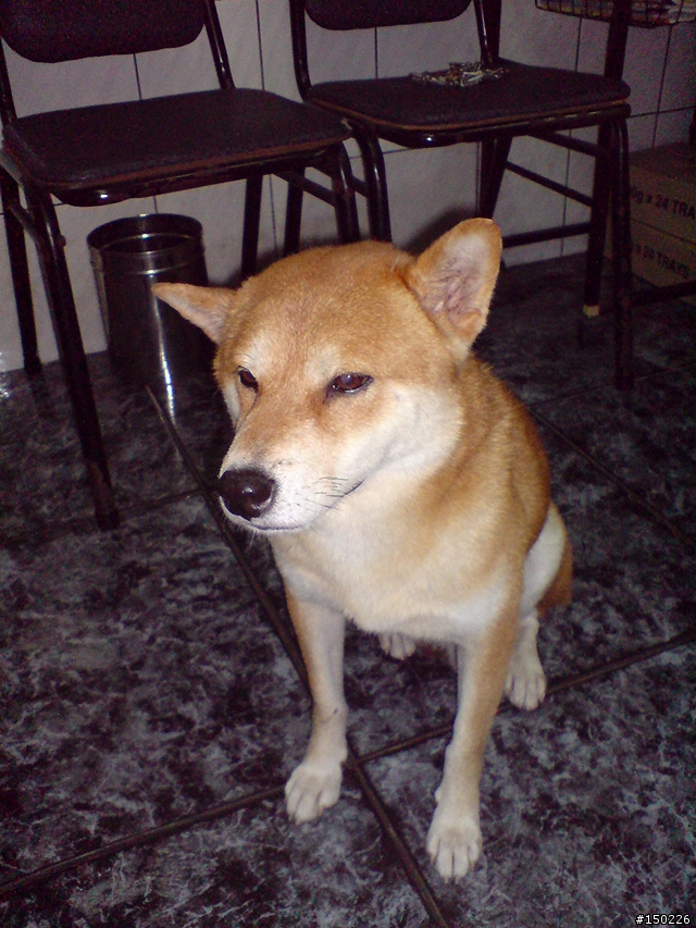 --誰家走失的純種柴犬,他的中途記錄--