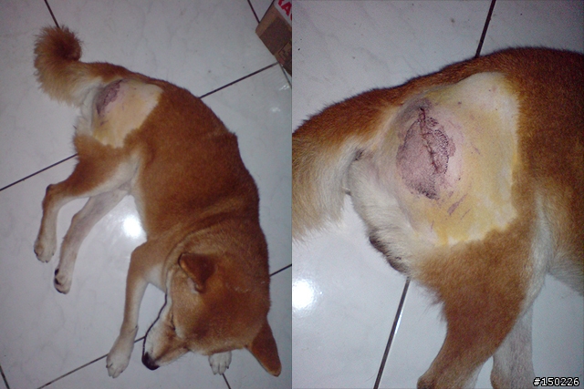 --誰家走失的純種柴犬,他的中途記錄--