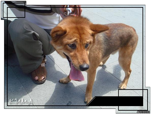 ﹝協尋﹞我家KUMA不見了,在板橋僑中一街!(已尋獲)