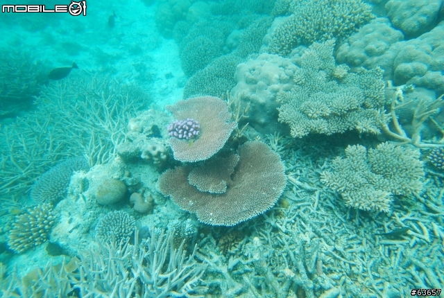 我與 DSLR 潛水套之帛琉旅遊