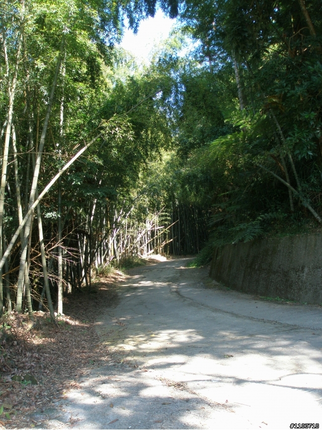 山中單車道--阿里山瑞里風景區 ,與大家分享.