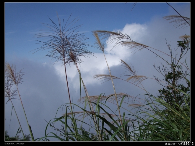 [[小百岳]雲林大尖山～標高1300公尺