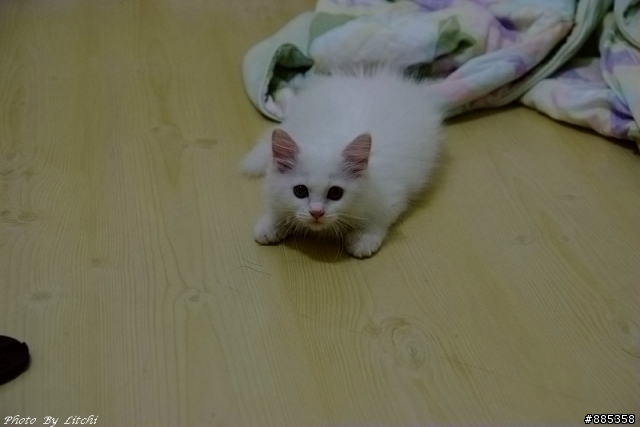 我家嬌客 :+:小雖:+: