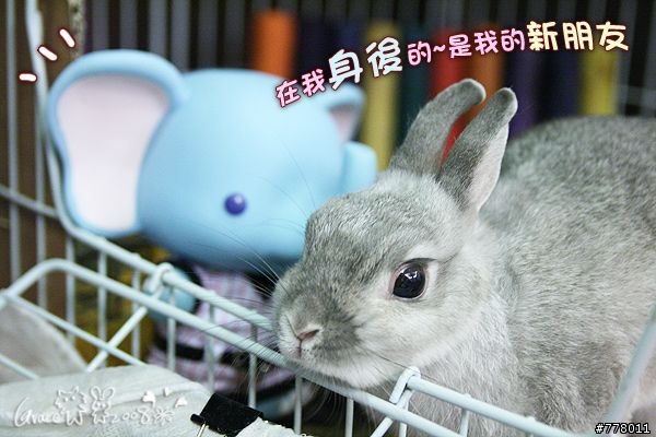新朋友?照顧一下!