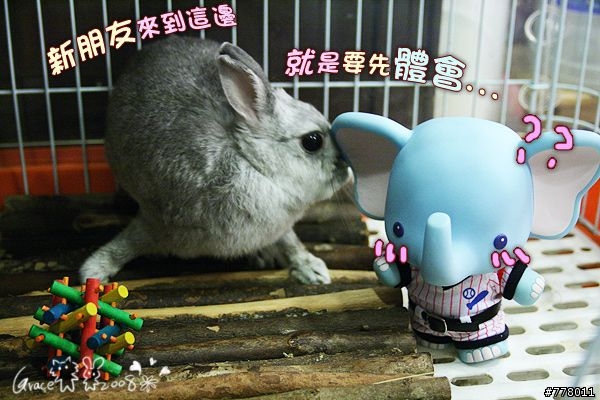 新朋友?照顧一下!
