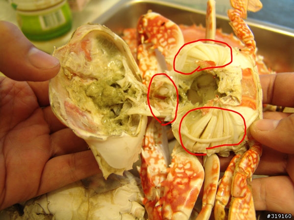 秋蟹肥美-變身老饕分享全紀錄