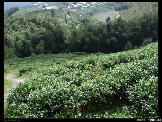 [[小百岳]雲林大尖山～標高1300公尺