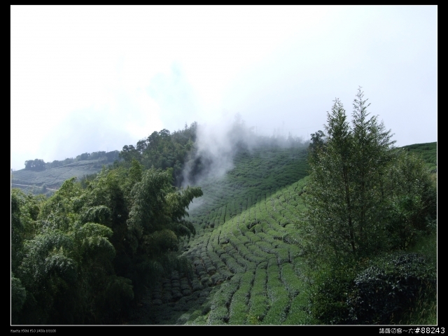 [[小百岳]雲林大尖山～標高1300公尺