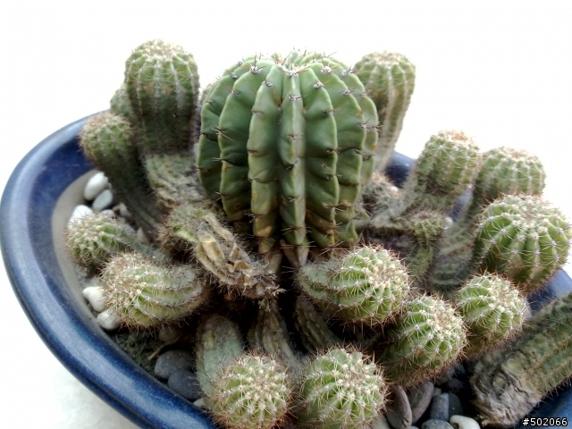 N79 開箱分享