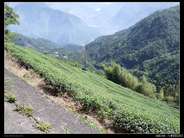 [[小百岳]雲林大尖山～標高1300公尺