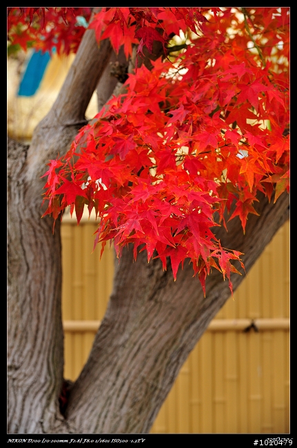 苗栗.大湖 雲莊 楓葉火紅!