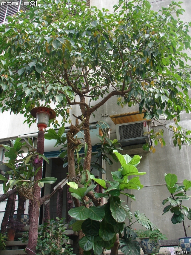 想把院子裡的樹移走,有何好建議?