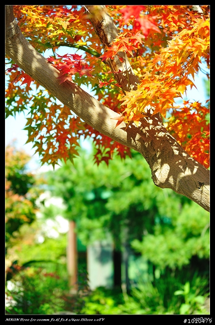 苗栗.大湖 雲莊 楓葉火紅!