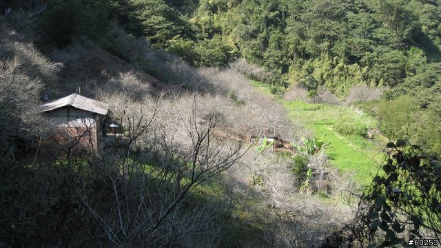 南投縣 桃米生態村→投64→蓮華池→131縣道→147縣道→投68→桃米生態村