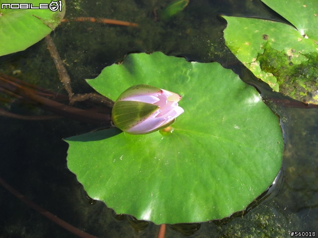 分享!花蓮【一間民宿】