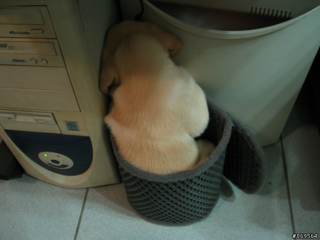 拉拉生拉拉