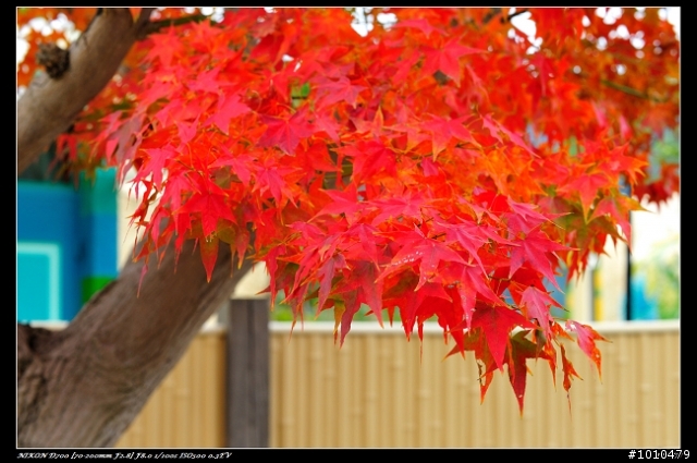 苗栗.大湖 雲莊 楓葉火紅!