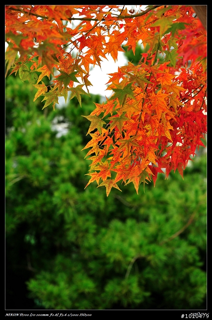苗栗.大湖 雲莊 楓葉火紅!