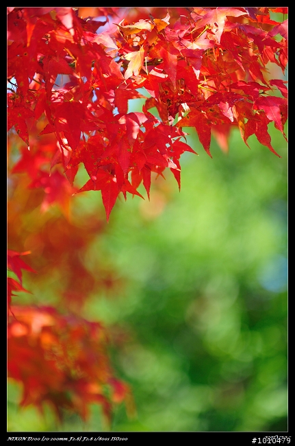 苗栗.大湖 雲莊 楓葉火紅!