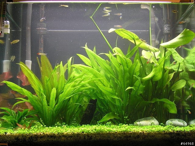 魚缸分享及問題請教
