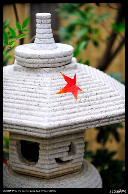 苗栗.大湖 雲莊 楓葉火紅!