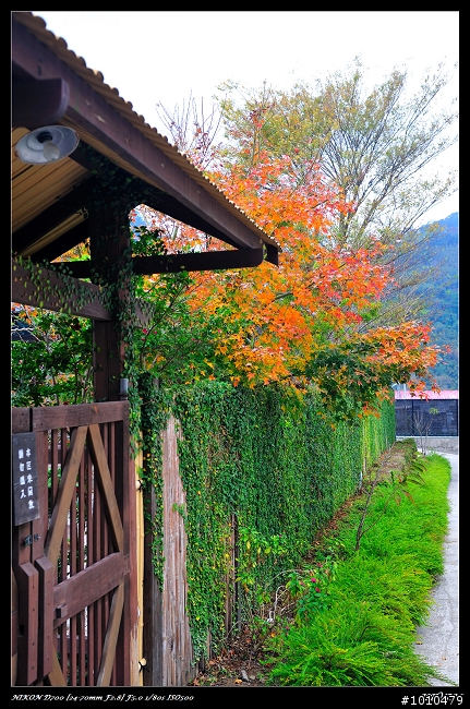 苗栗.大湖 雲莊 楓葉火紅!