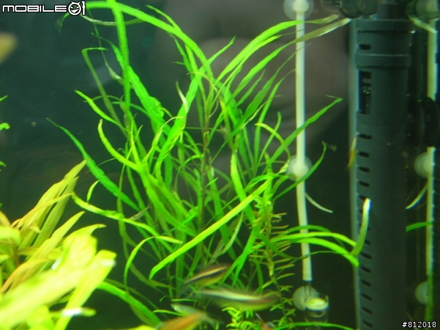 2.5尺(75*45*48)水草缸