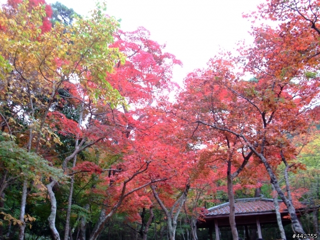 秋楓日本精實團~香川~岡山~大阪~京都~神戶