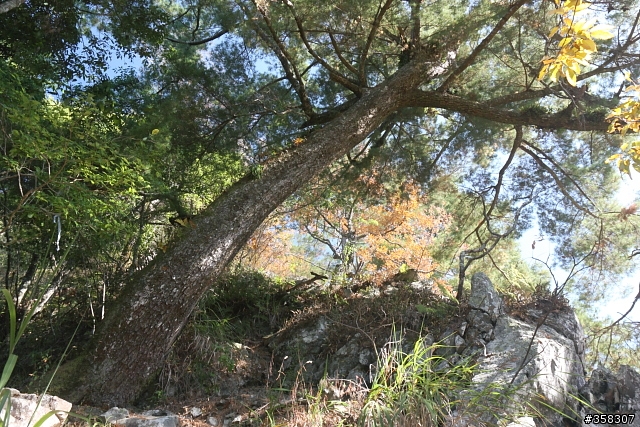 和平:谷關七雄~馬崙山