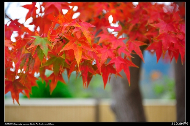 苗栗.大湖 雲莊 楓葉火紅!