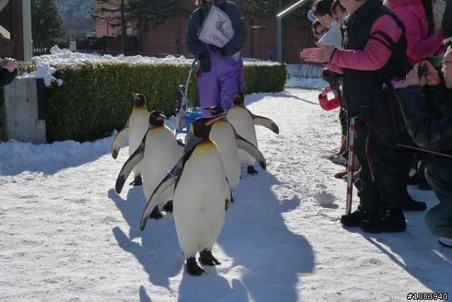 (分享)97年12/11~12/15阿源的北海道雪之旅..