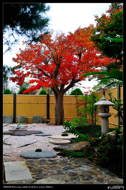 苗栗.大湖 雲莊 楓葉火紅!