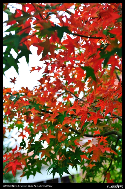 苗栗.大湖 雲莊 楓葉火紅!