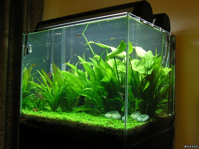 魚缸分享及問題請教