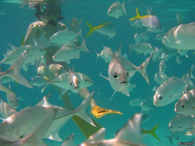 在帛琉遇到美人魚<帛琉之旅>