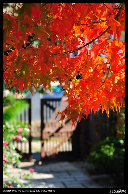 苗栗.大湖 雲莊 楓葉火紅!