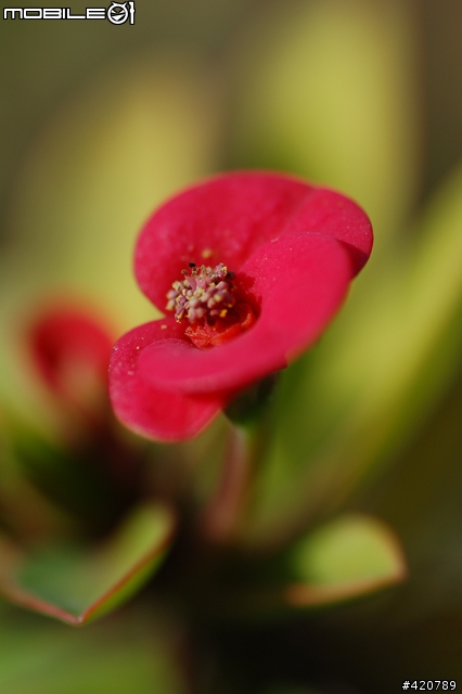 Tamron 90mm f2.8 for nikon(有光圈環無內建馬達版)