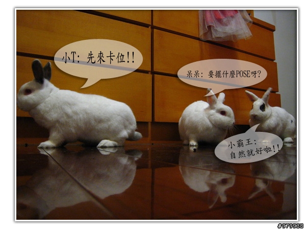 大家會不會幫自家寵物編故事-(亂編一通-----圖多)