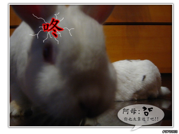 大家會不會幫自家寵物編故事-(亂編一通-----圖多)
